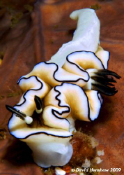 Nudibranch (Glossodoris atromarginata). Taken with D200 a... by David Henshaw 